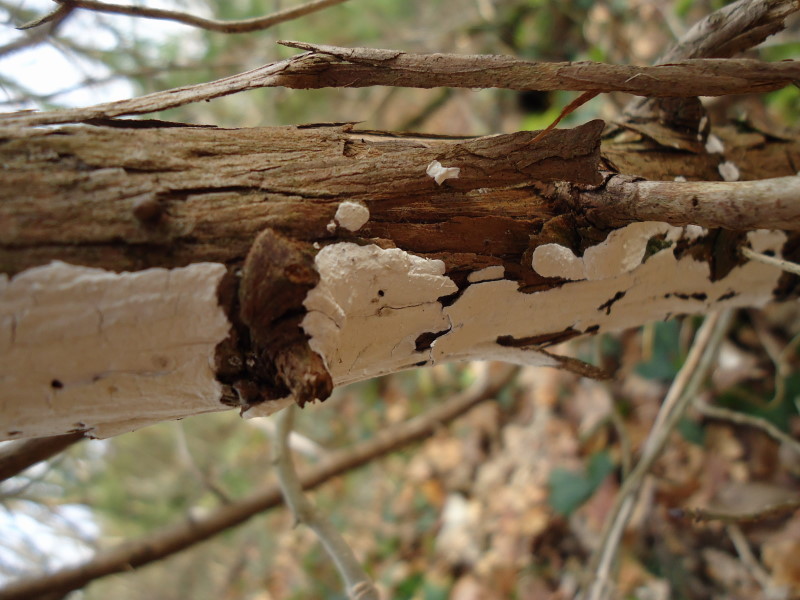 Crosta su ginepro (Hyphodontia juniperi)